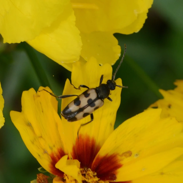 Pachytodes erraticus - rajzos virágcincér