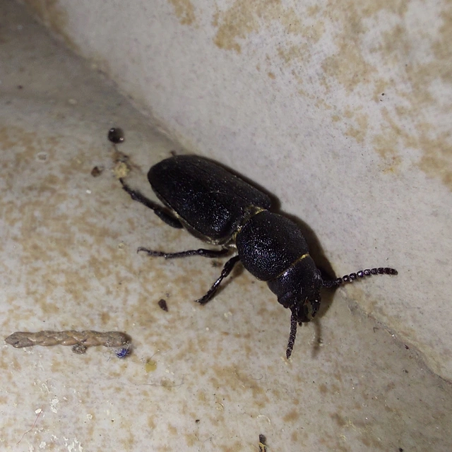 Spondylis buprestoides - erdei félcincér