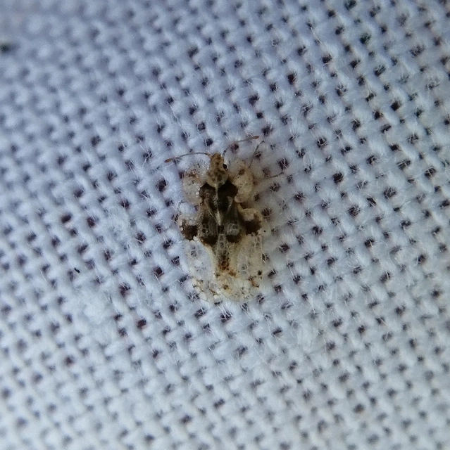 Corythucha arcuata - tölgy-csipkéspoloska
