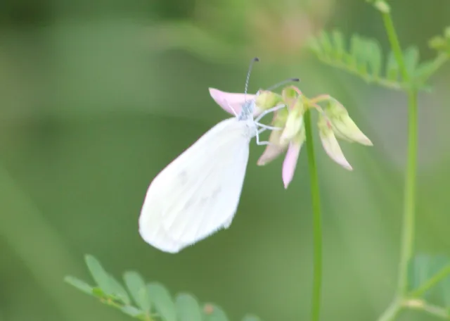 Leptidea sinapis - mustárlepke