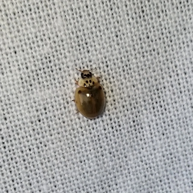 Adalia decempunctata - tízpettyes katica