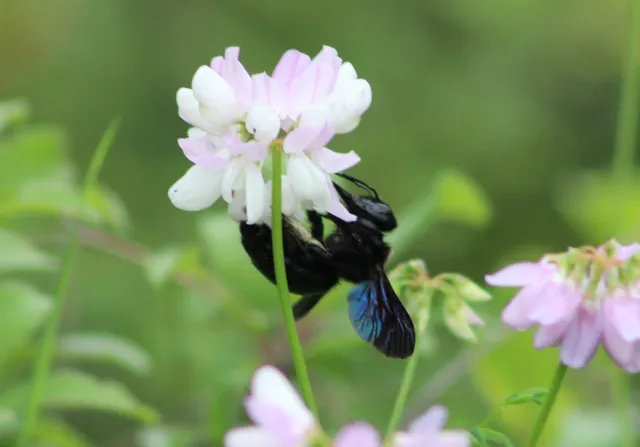 Xylocopa