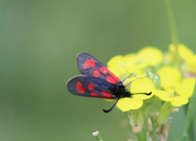 Zygaena loti - közönséges csüngőlepke