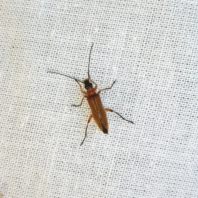 Oedemera podagrariae - székfű-álcincér