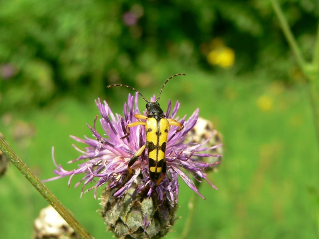 Rutpela maculata - tarkacsápú karcsúcincér