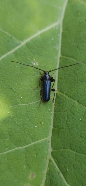 Phymatodes testaceus - változékony korongcincér Phymatodes testaceus - változékony korongcincér