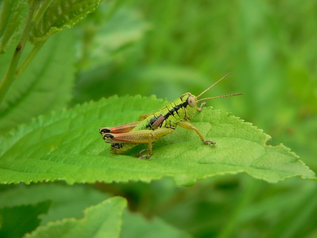 Pseudopodisma nagyi - Nagy-hegyisáska