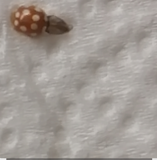 Vibidia duodecimguttata - tizenkétcseppes füsskata