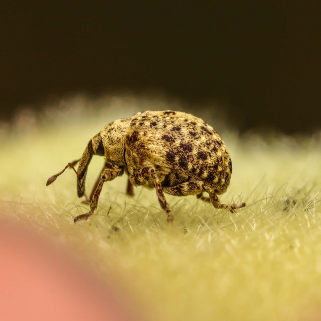 Cionus thapsus - kis ökörfarkkóró-gömbormányos