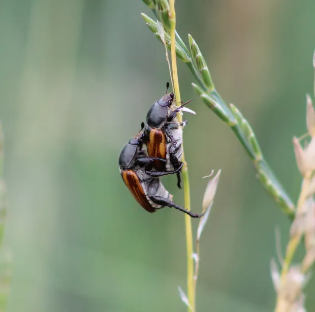 Anisoplia austriaca - osztrák szipoly