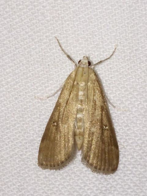 Parapoynx stratiotata - közönséges vízimoly