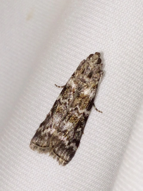 Dioryctria