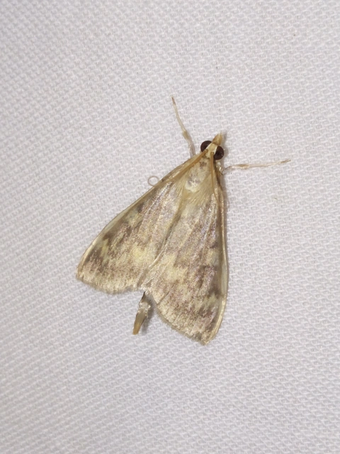 Ostrinia nubilalis - kukoricamoly