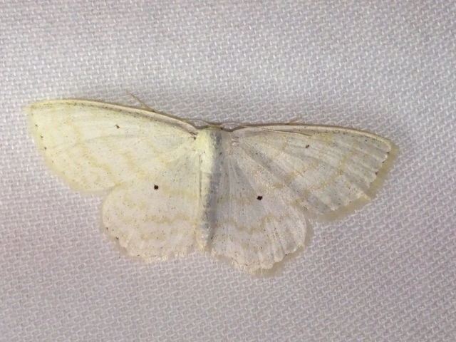 Scopula immutata - réti fehéraraszoló