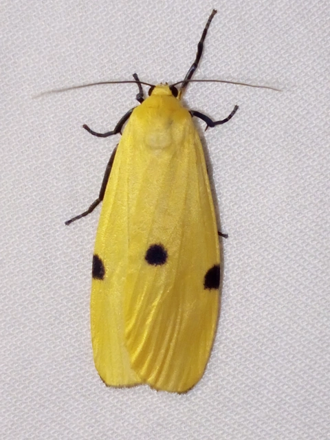 Lithosia quadra - négypettyes zuzmószövő