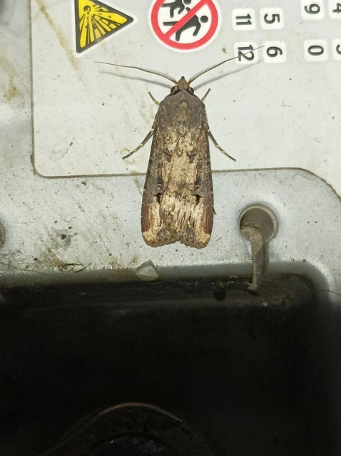 Agrotis ipsilon - nagy földibagoly