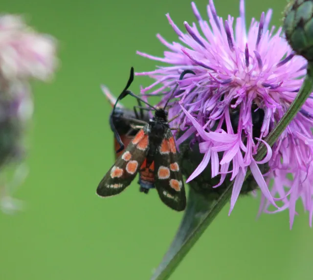 Zygaena carniolica - fehérgyűrűs csüngőlepke