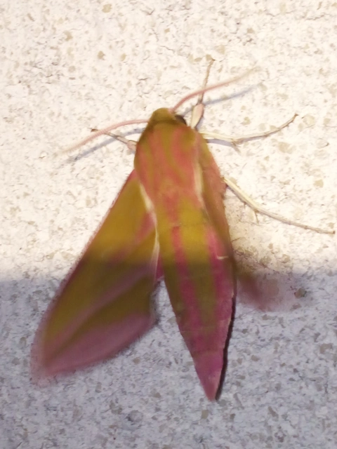 Deilephila elpenor - szőlőszender