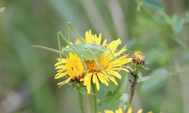 Tettigonia viridissima - zöld lombszöcske