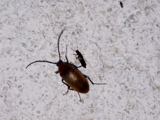 Pseudocistela ceramboides - narancssárga alkonybogár