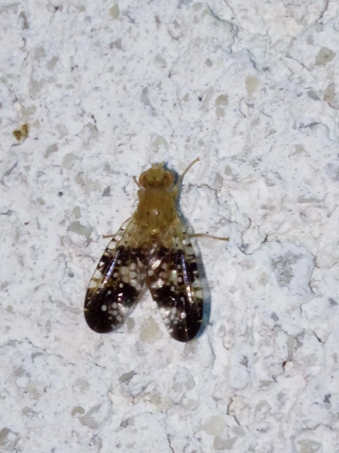 Tephritidae - fúrólégyfélék