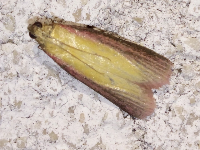Oncocera semirubella - lucernamoly