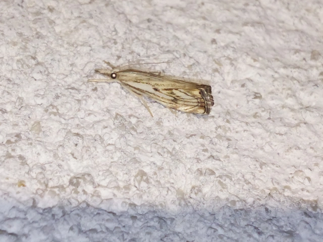 Catoptria falsella - hálós fűgyökérmoly