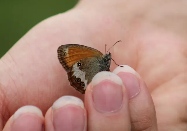 Coenonympha arcania - fehéröves szénalepke