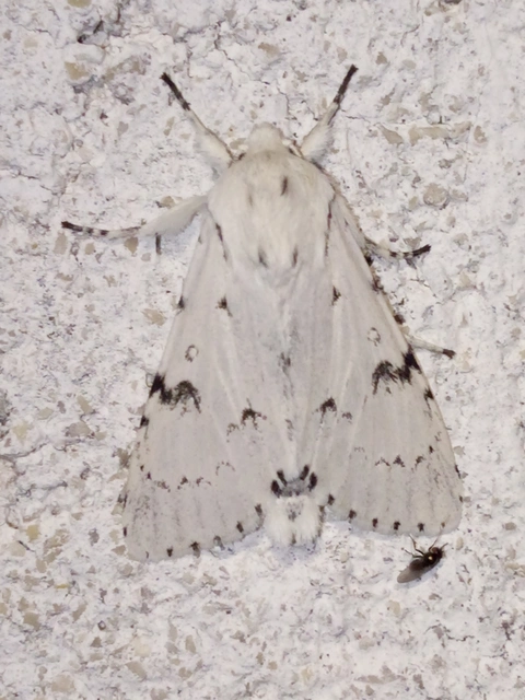 Acronicta leporina - fehér szigonyosbagoly