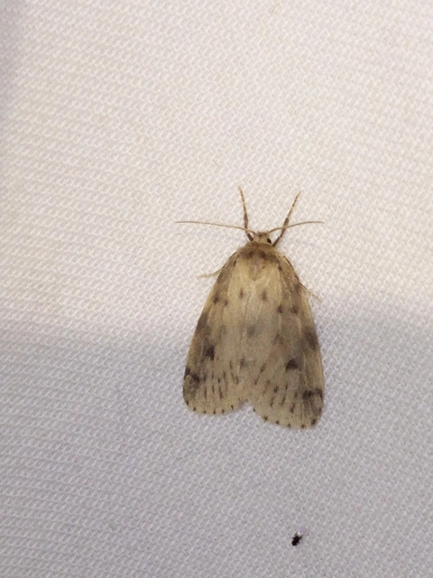 Thumata senex - mocsári medvelepke