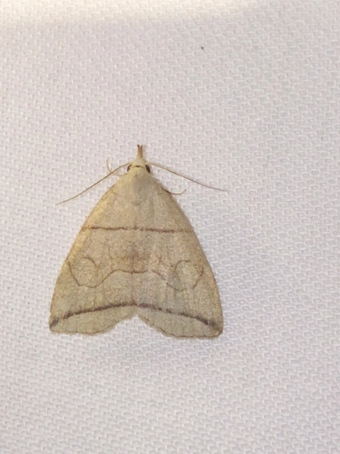 Herminia grisealis - ligeti karcsúbagoly