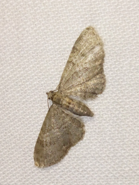 Eupithecia haworthiata - rozsdástestű törpearaszoló