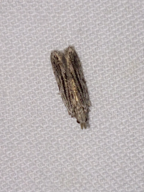 Anarsia innoxiella - csíkos sarlósmoly