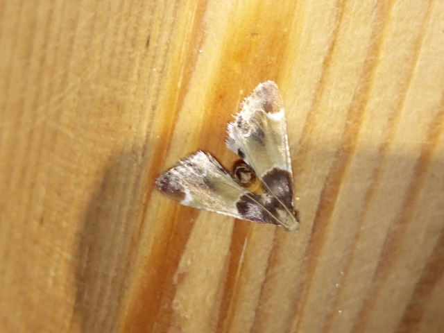 Pyralis farinalis - lisztilonca