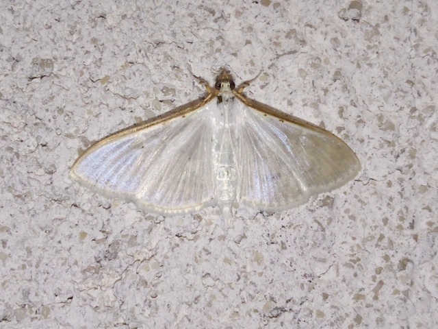 Palpita vitrealis - hófehér tűzmoly
