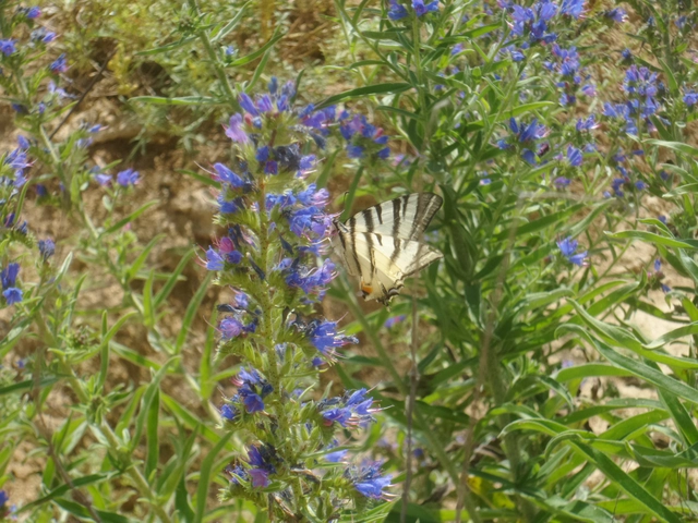 Iphiclides podalirius - kardoslepke