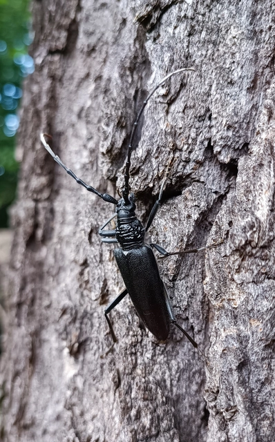 Cerambyx cerdo - nagy hőscincér