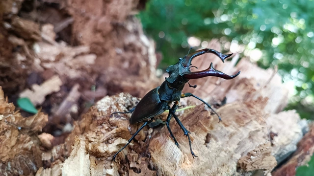 Lucanus cervus - nagy szarvasbogár