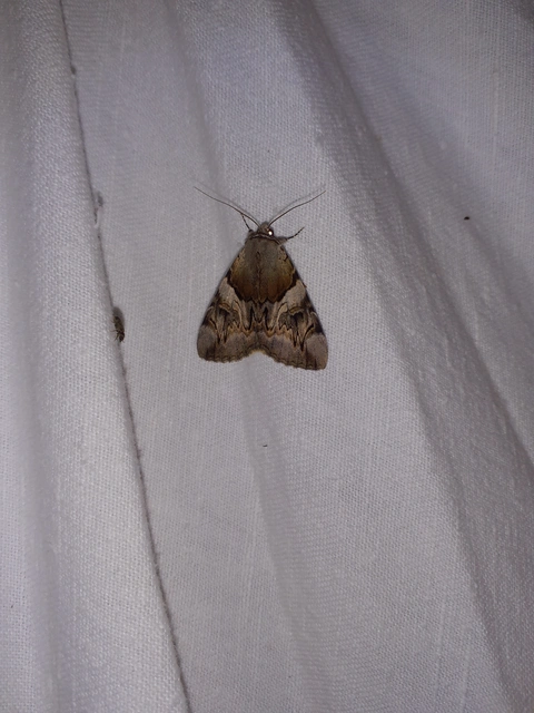 Catocala fulminea - galagonya-övesbagoly