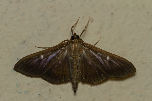 Cydalima perspectalis - puszpáng-tűzmoly