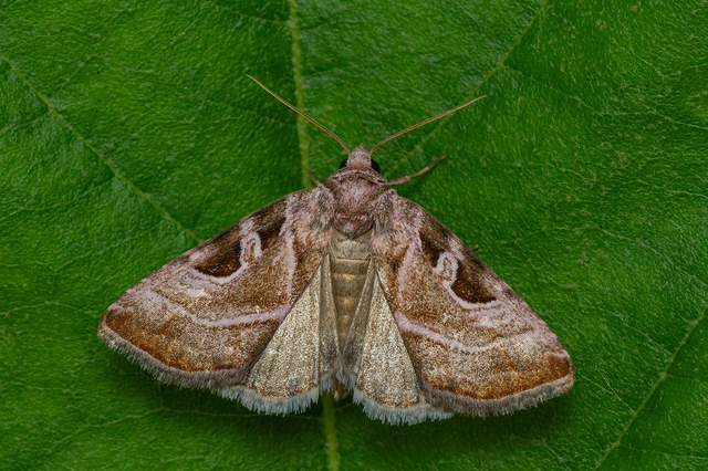 Eucarta virgo - mocsári ametisztbagoly