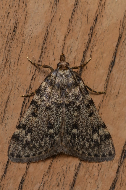 Aglossa pinguinalis - zsiradékmoly