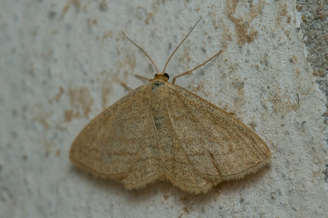 Scopula virgulata - vesszős sávosaraszoló