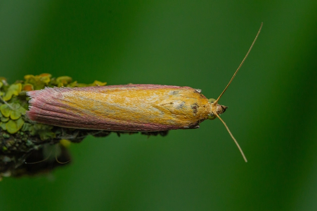 Oncocera semirubella - lucernamoly