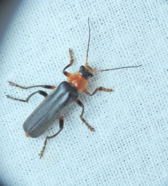 Cantharis livida - mezei lágybogár