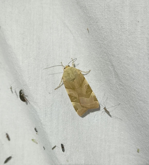 Noctua fimbriata - szélessávú sárgafűbagoly