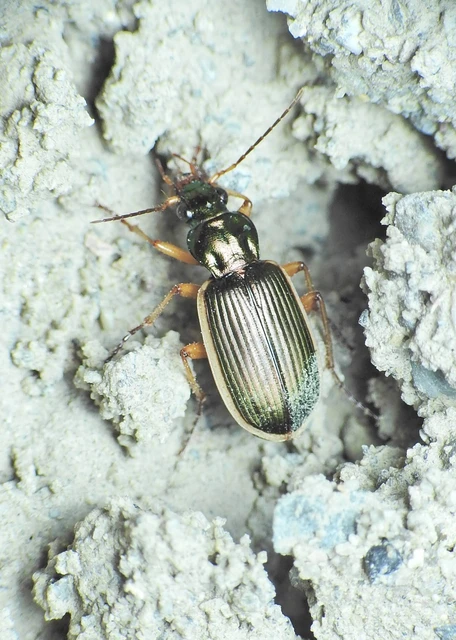Chlaenius spoliatus - csupasz bűzfutó