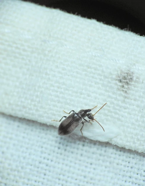Notoxus monoceros - sárgahasú nyakszarvúbogár