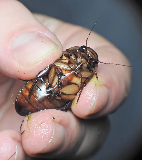 Dytiscus dimidiatus - tompacsípős csíkbogár