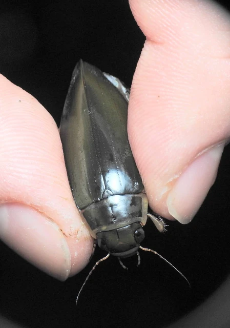 Dytiscus circumflexus - foltoshasú csíkbogár